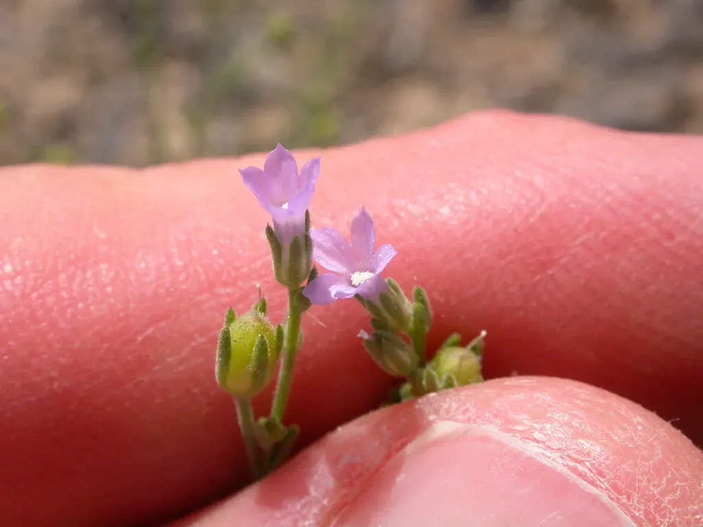 Small-flower Standing-cypress