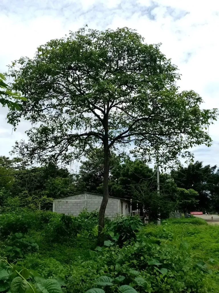 Handroanthus Billbergii