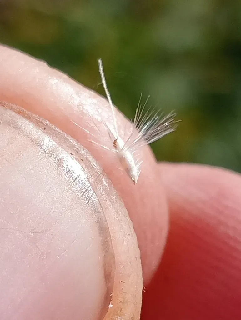 Rytidosperma Gracile