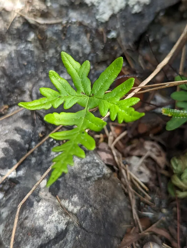 Silver Cloak Fern