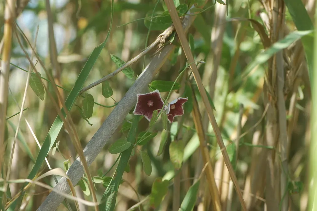 Oxystelma Bornouense