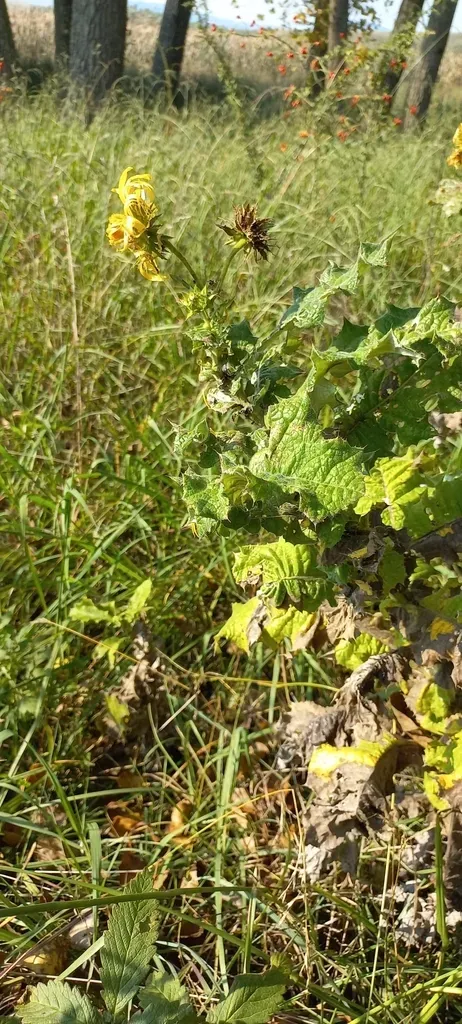 Berkheya Macrocephala