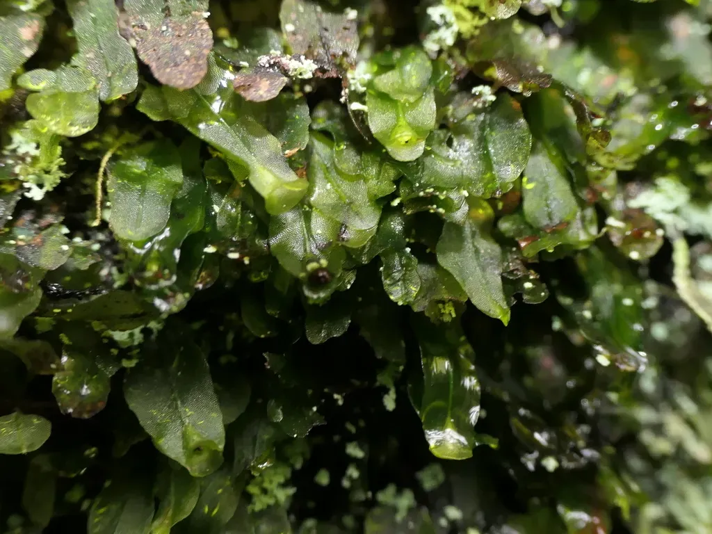 Crepidomanes Vitiense