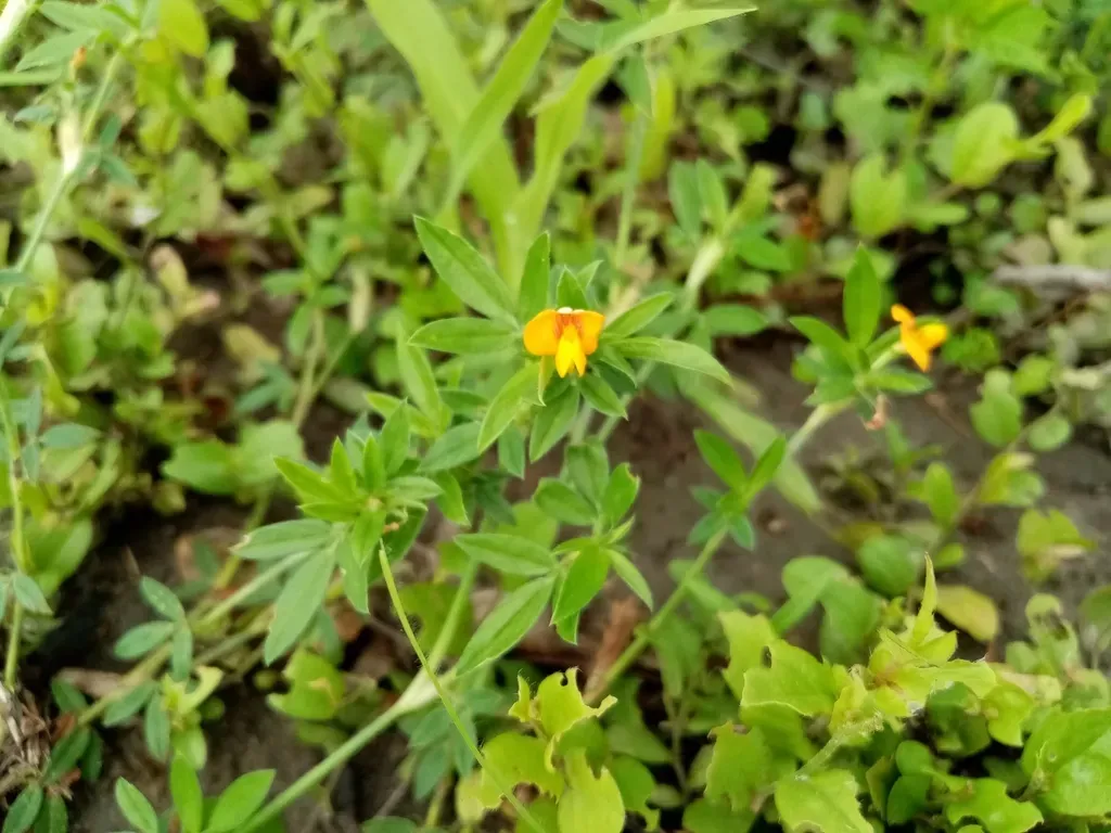 Stylosanthes Sympodialis