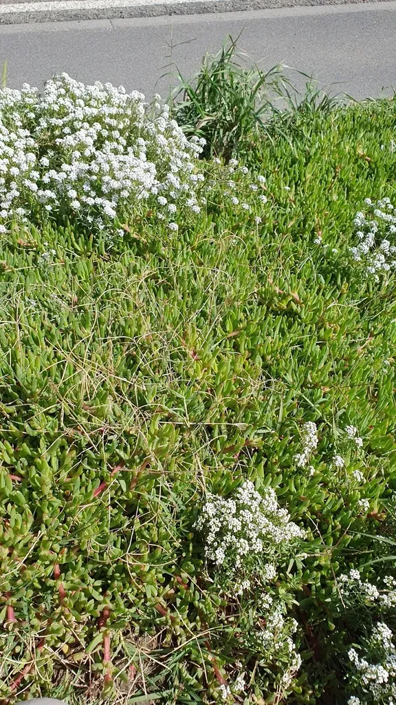 Variable Ice Plant Hybrid