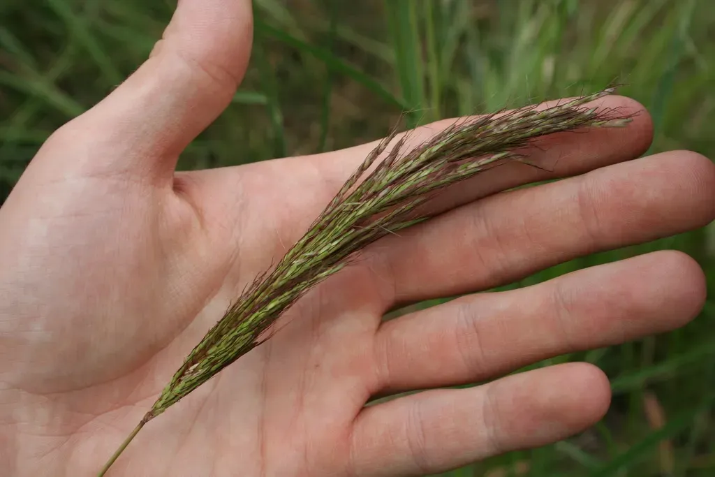 Pseudosorghum Fasciculare