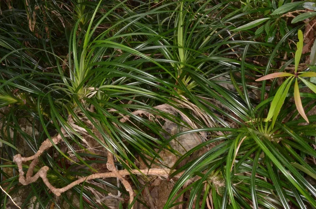 Pandanus Fibrosus