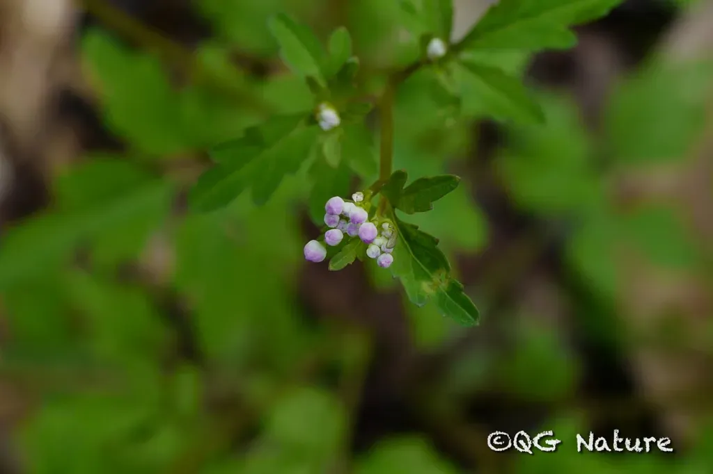 Yinshania Fumarioides