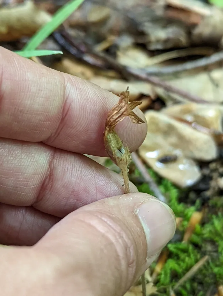 One-flowered Broomrape