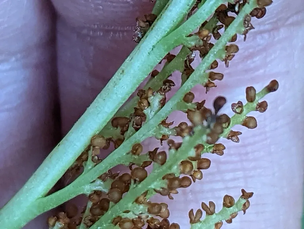 Southern Grapefern