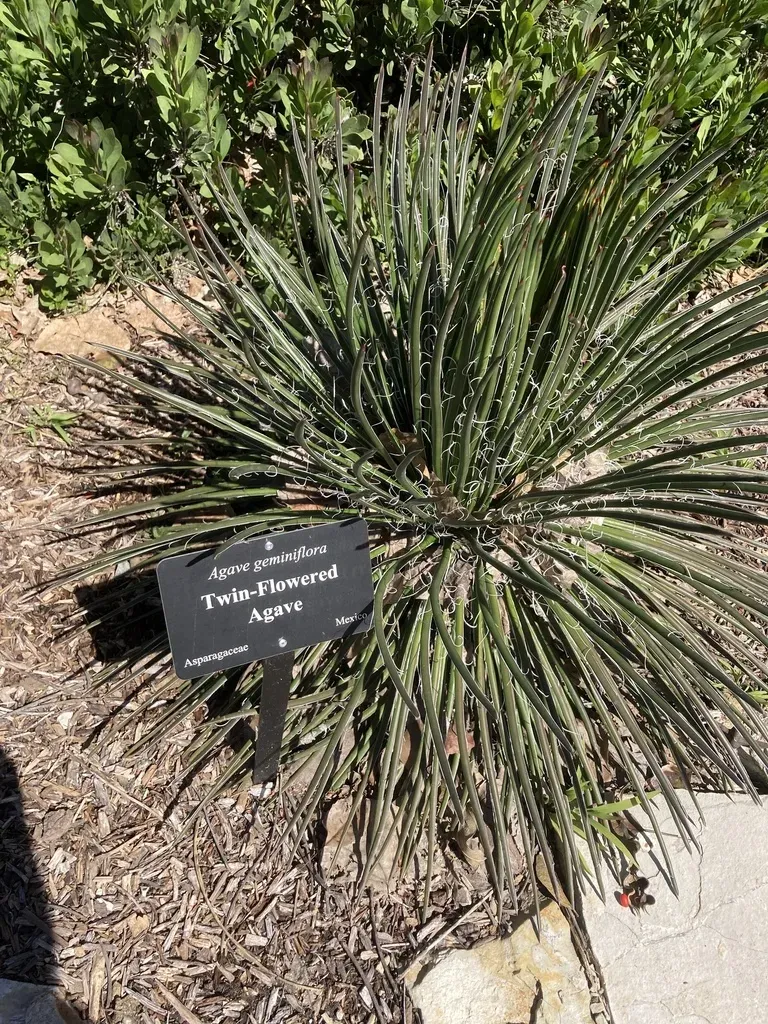 Twin-flowered Agave