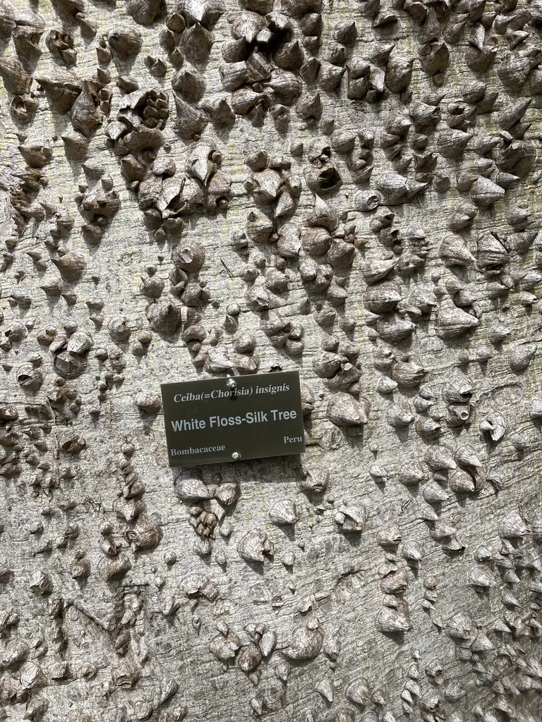 White Silk Floss Tree