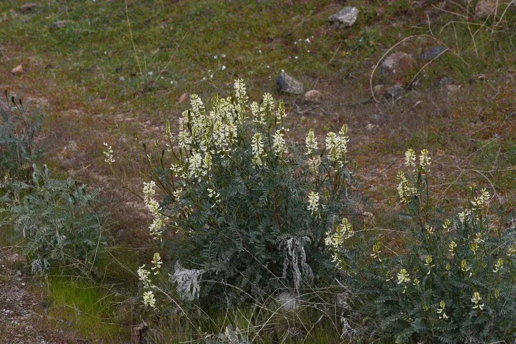 Mt. Diablo Milkvetch