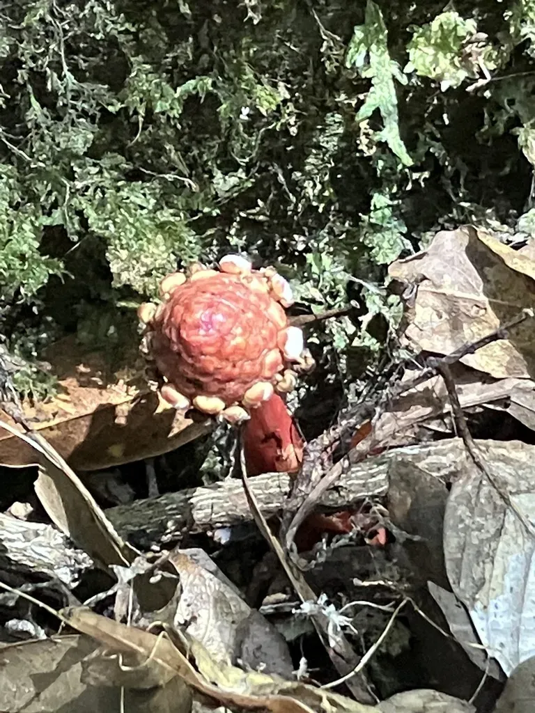 Harland’s Balanophora