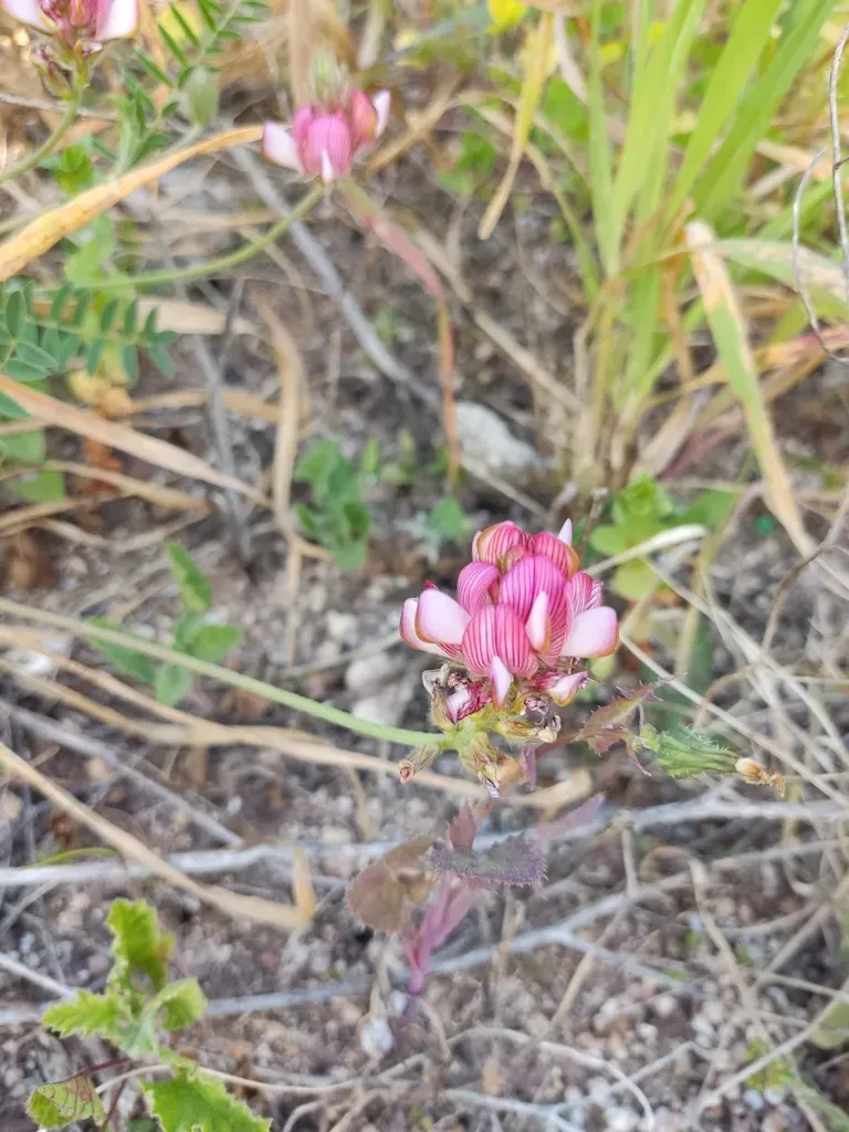 Sainfoin