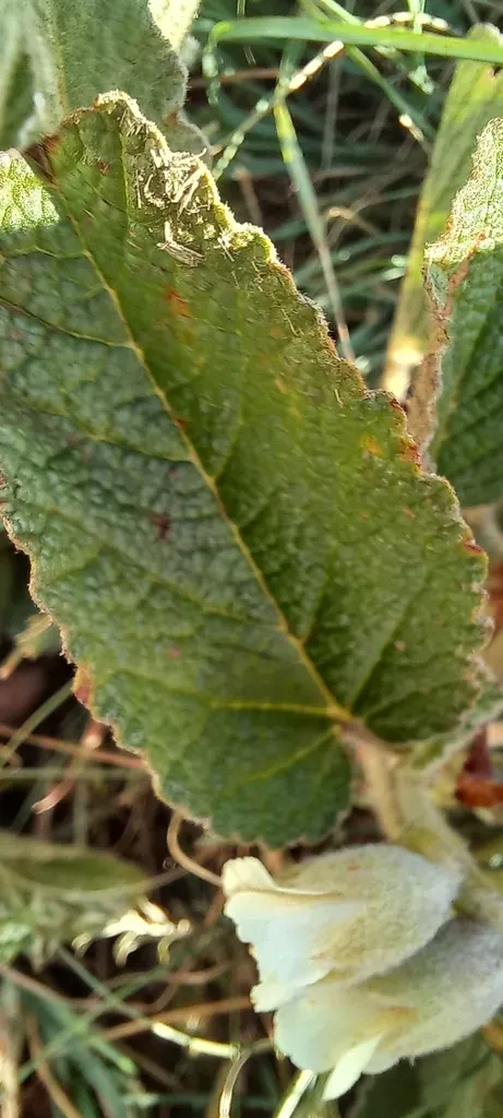 Bunch Hermannia