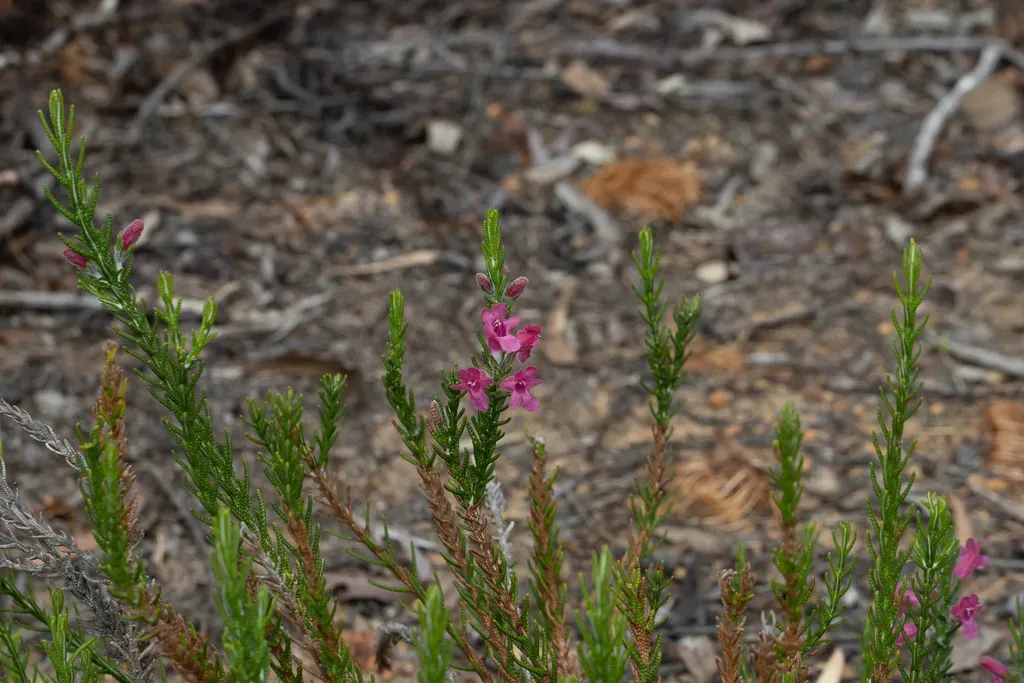 Chloanthes Coccinea
