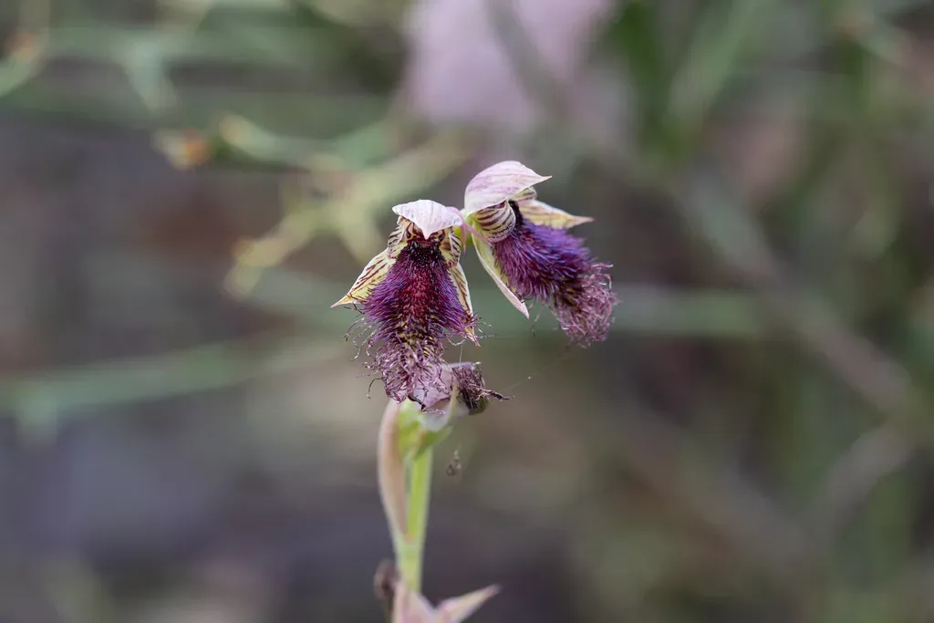 Wandoo Beard Orchid