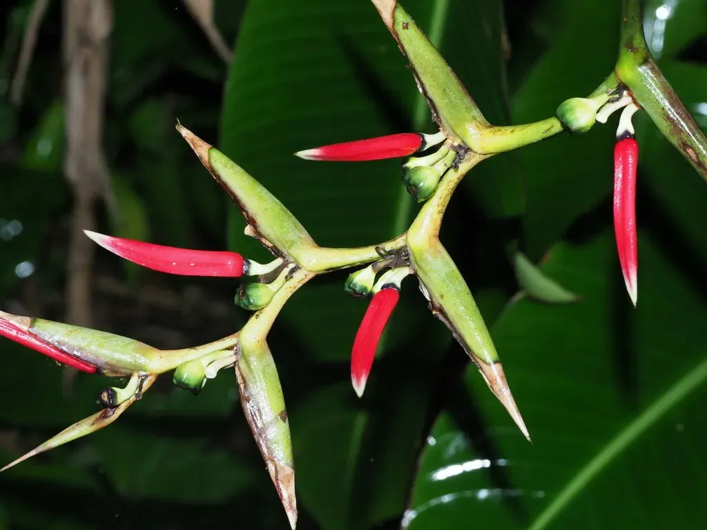 Shining False Bird-of-paradise
