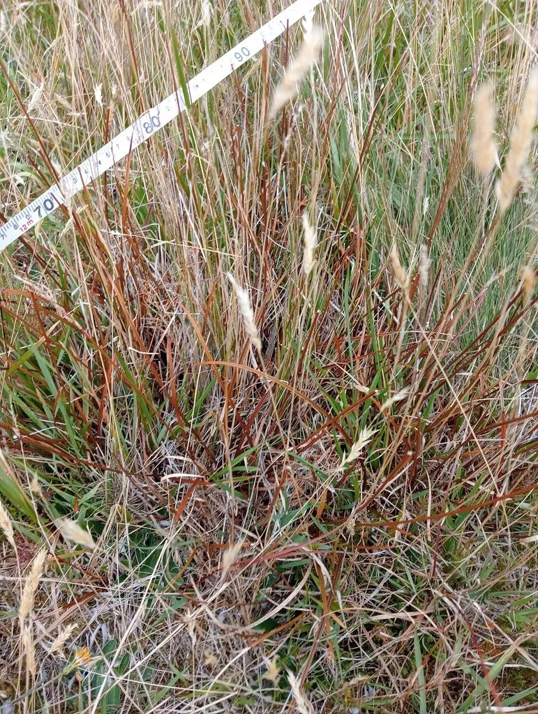 Red Bastard Grass