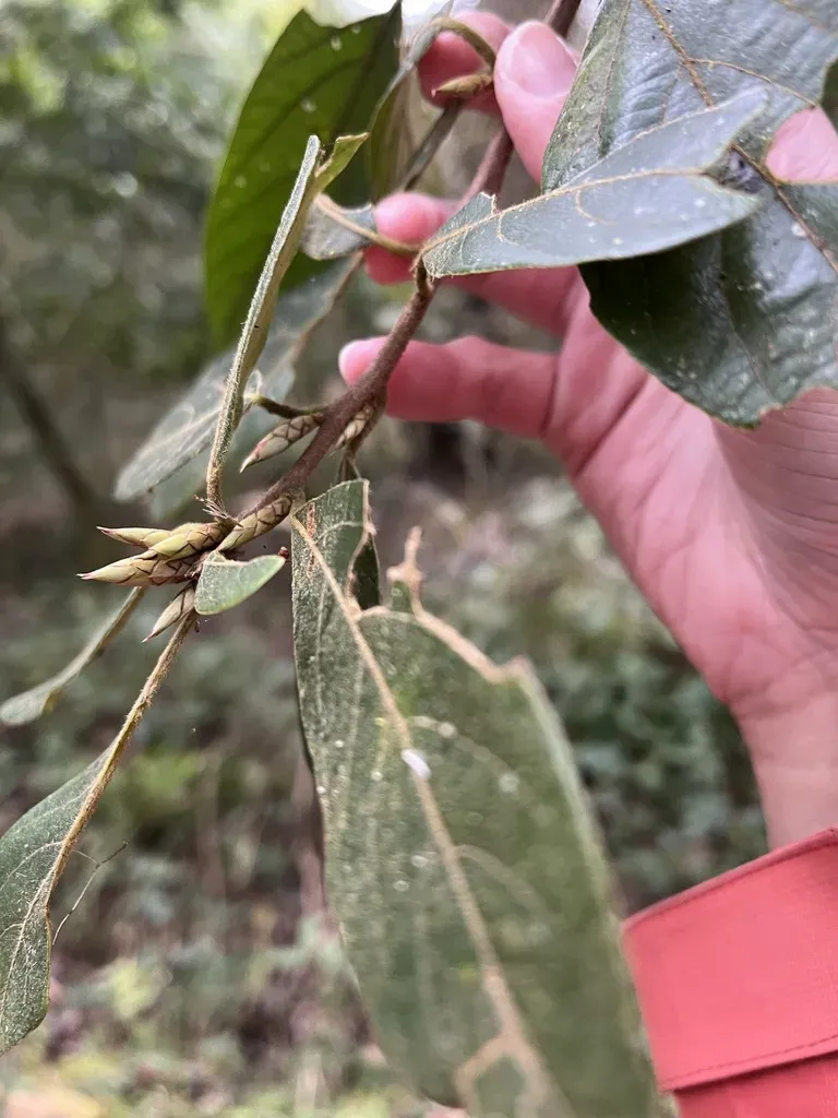 Actinodaphne Mushaensis