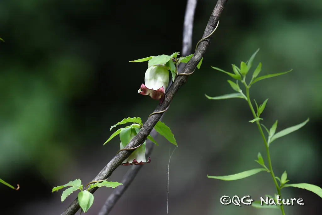 Bonnet Bellflower