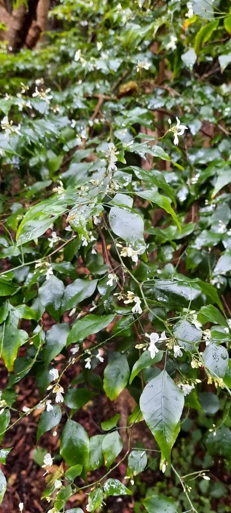 Forest Indigo