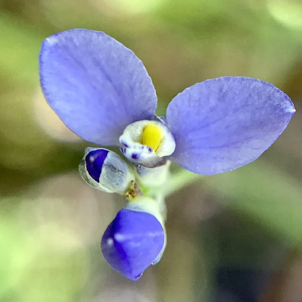 Blue-spike Milkwort