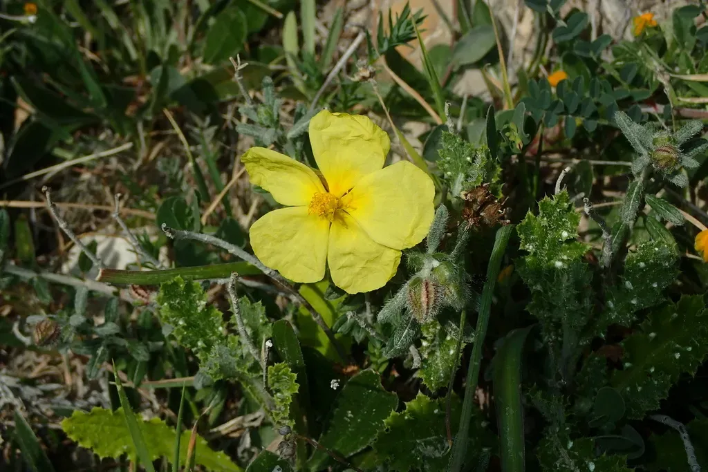 Helianthemum Obtusifolium