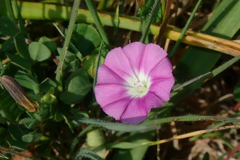 Convolvulus Coelesyriacus