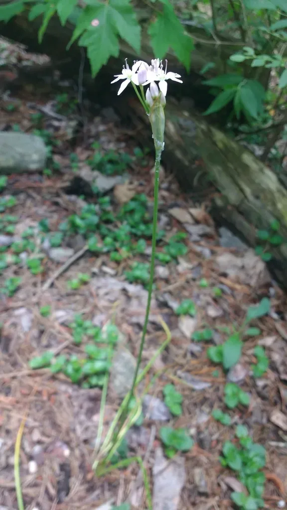 Little River Canyon Onion