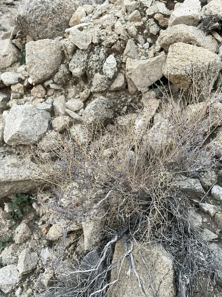 Orocopia Mountains Spurge