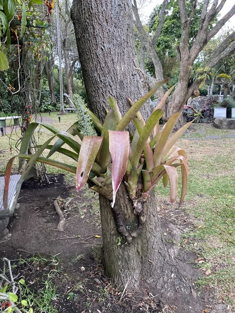 Mexican Aechmea