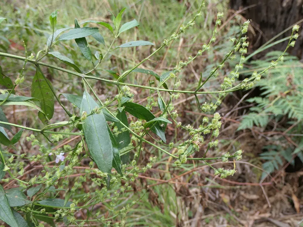 Prostanthera Subalpina