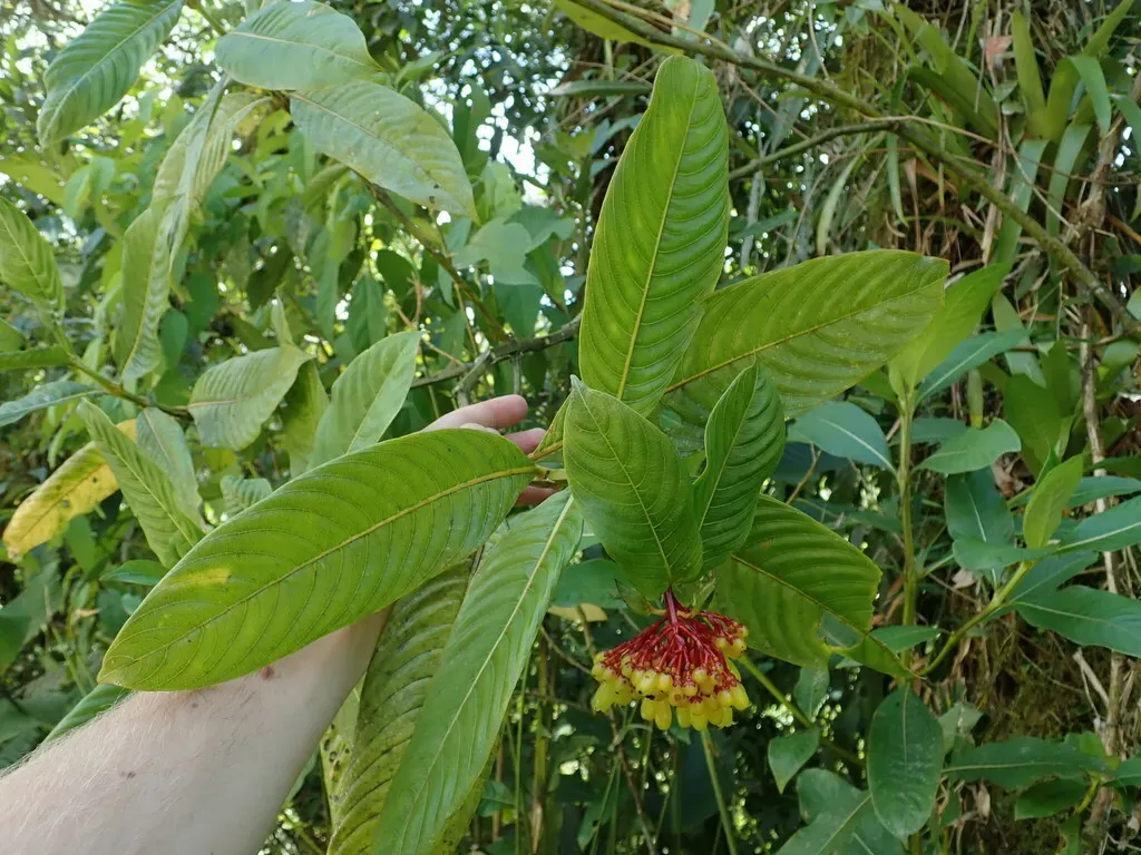 Palicourea Subalatoides