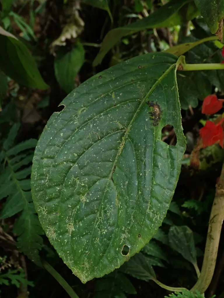 Glossoloma Tetragonoides