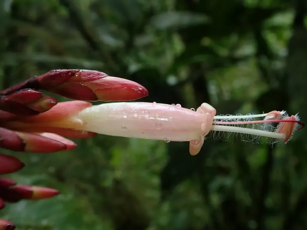 Sanchezia Putumayensis