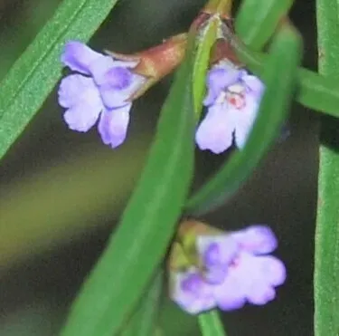 Hemigenia Cuneifolia