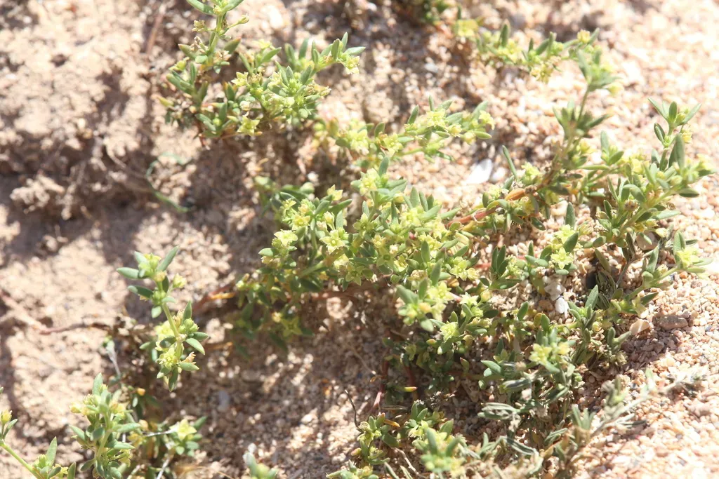 Synaptantha Tillaeacea