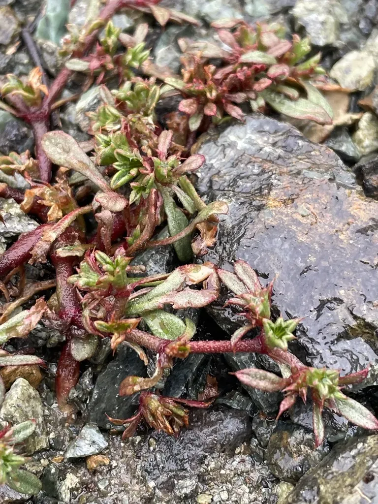Irish Hills Spineflower