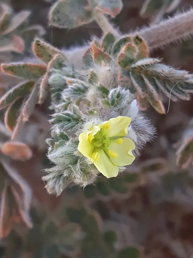 Tribulus Mollis