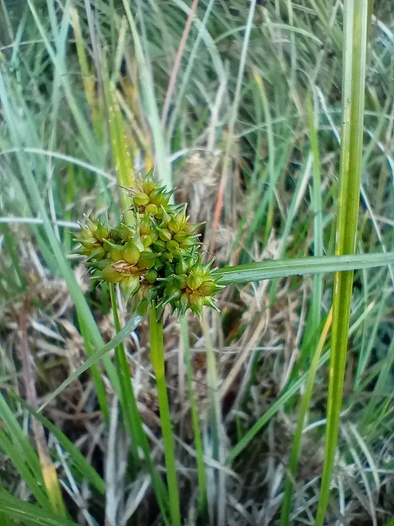 Common Yellow Sedge