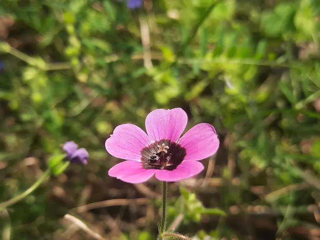 Black-eyed Geranium