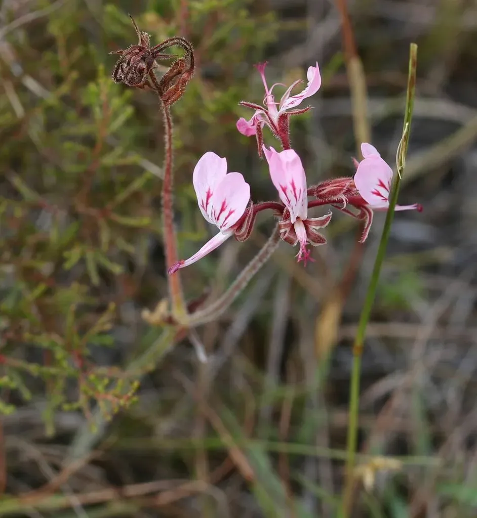Bunny-ear Storksbill
