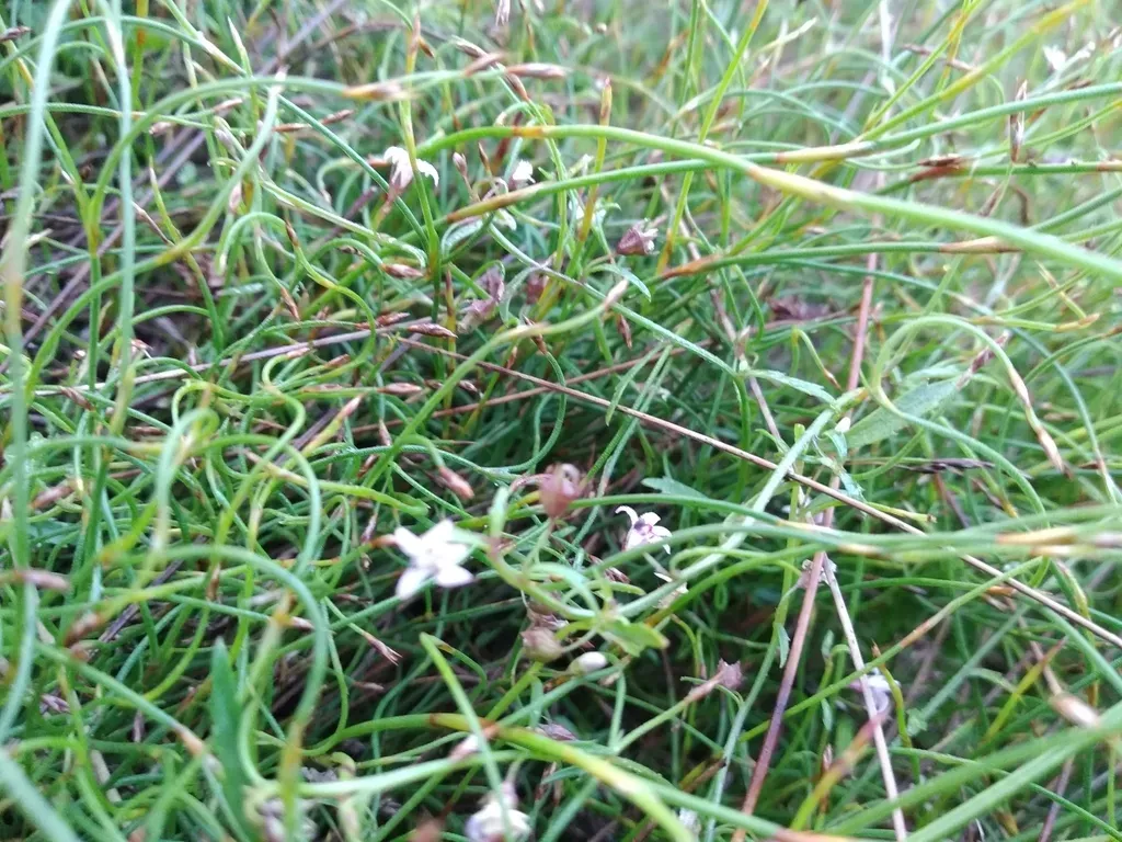 Table Mountain Lobelia