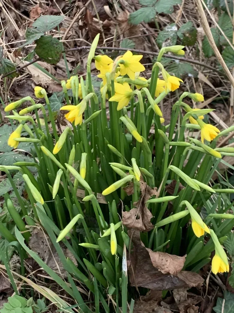 Head-to-head Daffodil