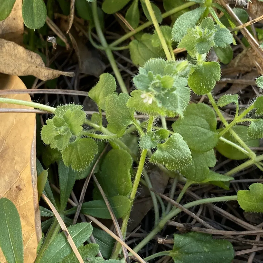 Veronica Sibthorpioides