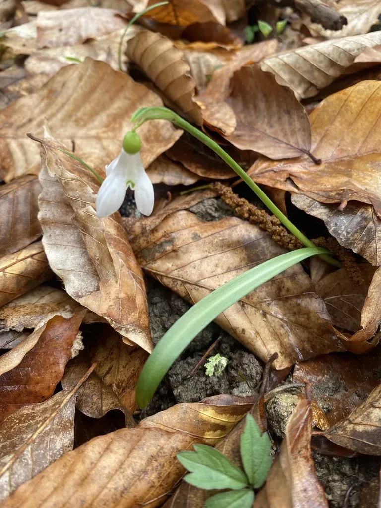 Galanthus Rizehensis