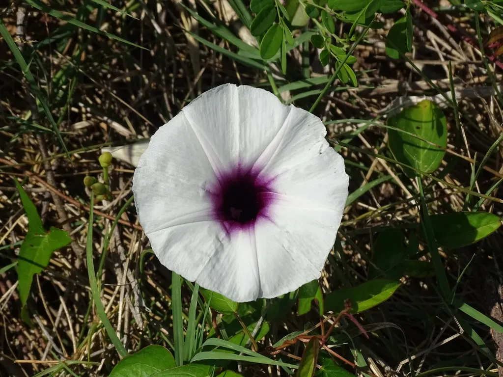 Ipomoea Anisomeres