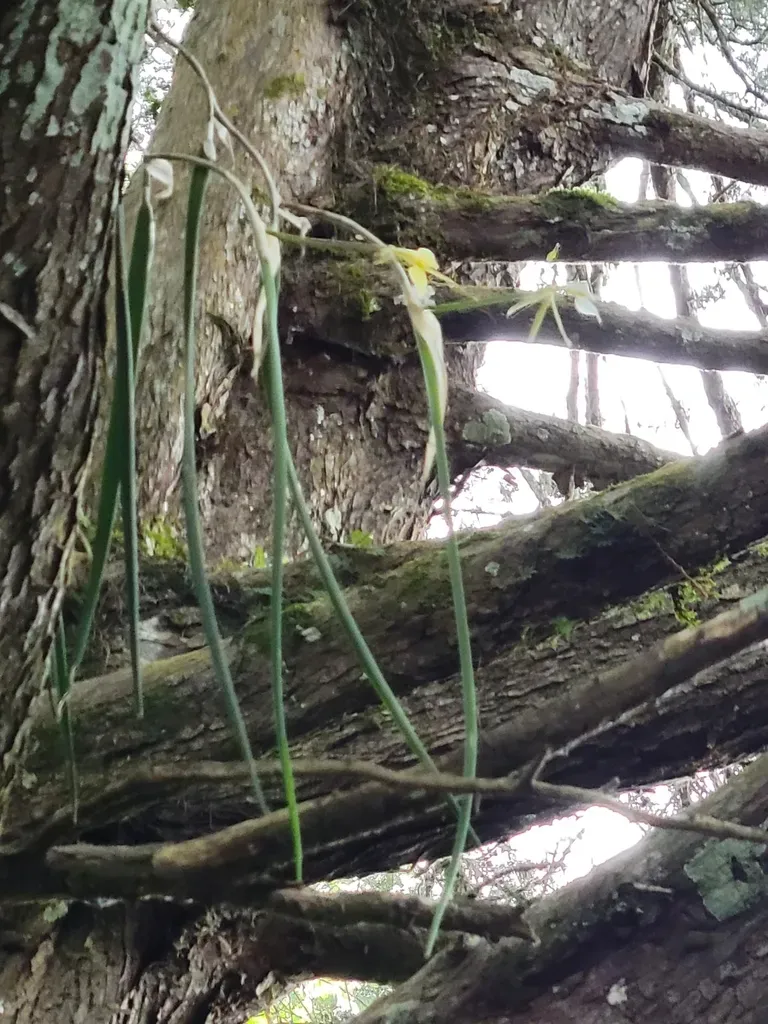 Epidendrum Parkinsonianum